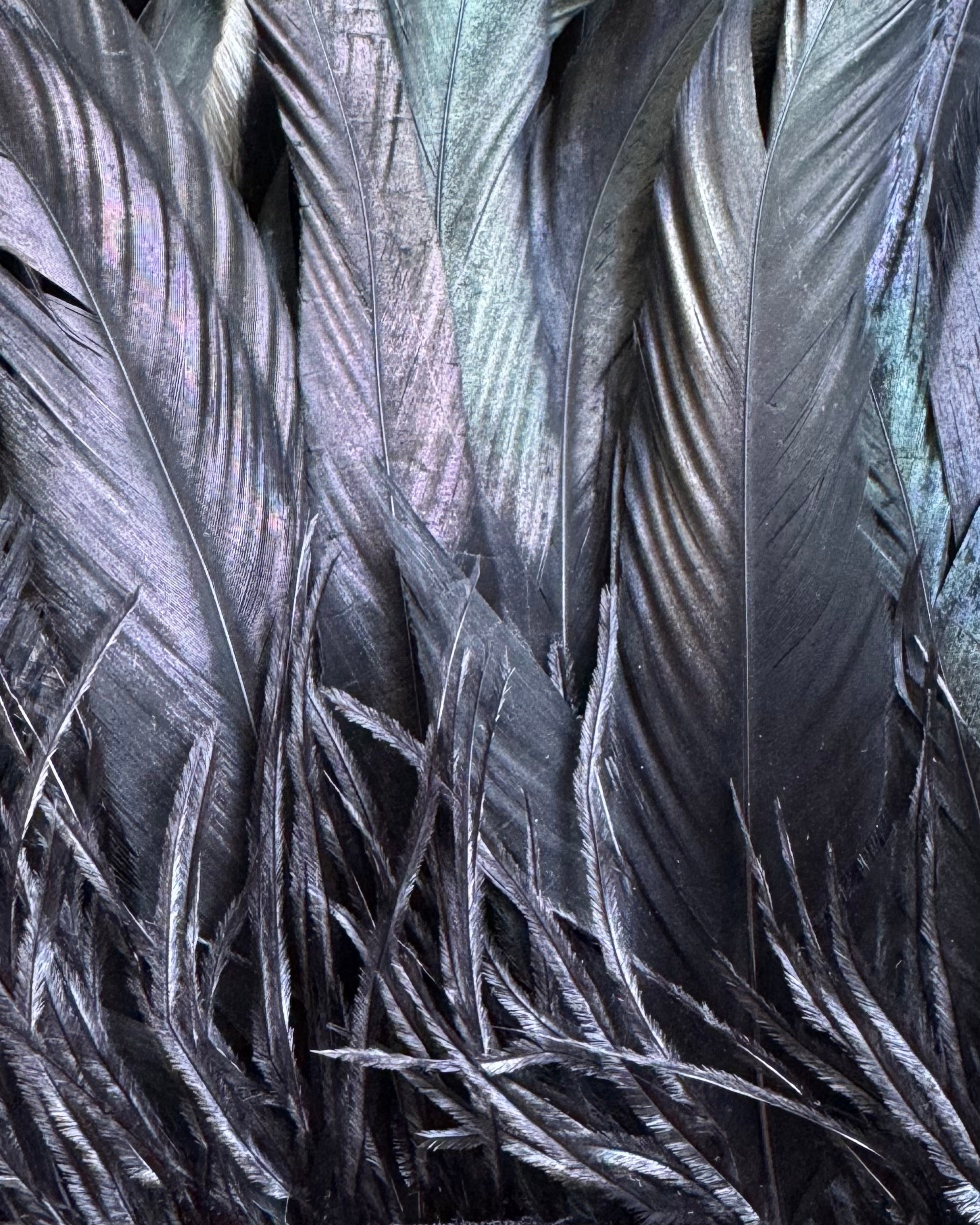 Feather clutch